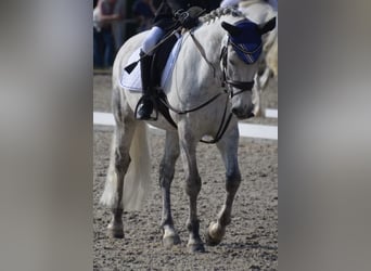 Connemara, Caballo castrado, 14 años, 148 cm, Tordo