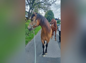 Connemara, Caballo castrado, 14 años, 151 cm, Bayo