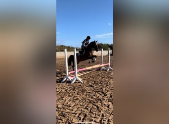 Connemara, Caballo castrado, 14 años, 157 cm, Castaño rojizo