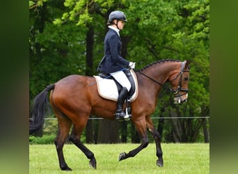 Connemara, Caballo castrado, 15 años, 147 cm, Castaño rojizo