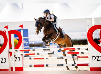 Connemara, Caballo castrado, 15 años, 147 cm, Castaño rojizo