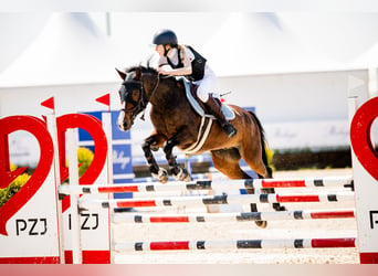 Connemara, Caballo castrado, 15 años, 147 cm, Castaño rojizo