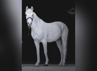 Connemara, Caballo castrado, 15 años, 148 cm, White/Blanco