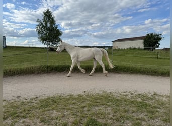 Connemara, Caballo castrado, 15 años, 152 cm, Cremello