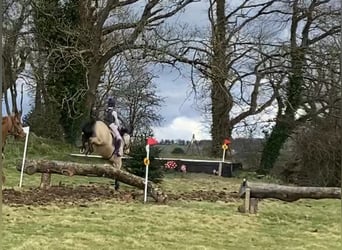 Connemara, Caballo castrado, 16 años, 148 cm, Bayo