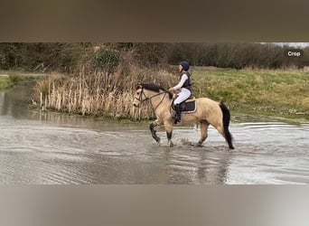 Connemara, Caballo castrado, 16 años, 148 cm, Bayo