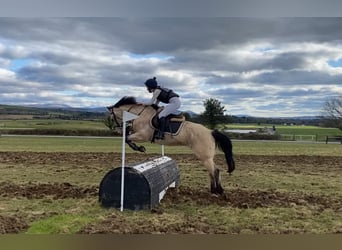 Connemara, Caballo castrado, 16 años, 148 cm, Bayo