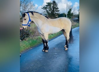 Connemara, Caballo castrado, 16 años, 148 cm, Bayo