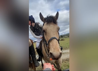 Connemara, Caballo castrado, 16 años, 148 cm, Bayo