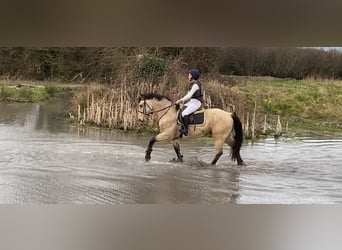 Connemara, Caballo castrado, 16 años, 148 cm, Bayo