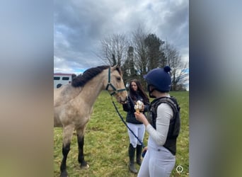 Connemara, Caballo castrado, 16 años, 148 cm, Bayo