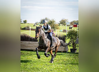 Connemara, Caballo castrado, 16 años, 149 cm, Morcillo