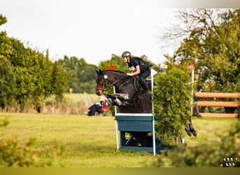 Connemara, Caballo castrado, 16 años, 149 cm, Morcillo