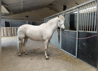 Connemara, Caballo castrado, 16 años, 158 cm