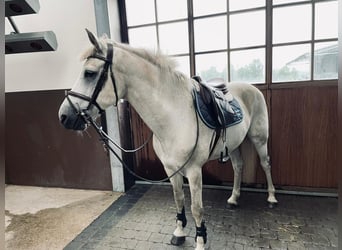 Connemara, Caballo castrado, 17 años, 147 cm, White/Blanco