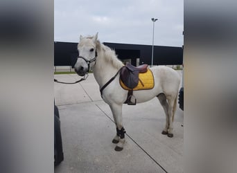 Connemara, Caballo castrado, 17 años, 147 cm, White/Blanco