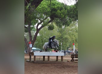 Connemara, Caballo castrado, 18 años, 148 cm