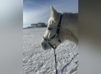 Connemara, Caballo castrado, 19 años, 152 cm, Tordo