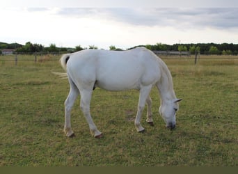 Connemara, Caballo castrado, 21 años, 147 cm, Tordo