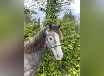 Connemara, Caballo castrado, 2 años, 142 cm, Tordo