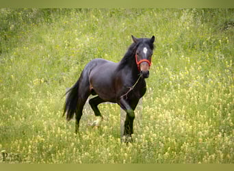 Connemara, Caballo castrado, 2 años, 144 cm, Castaño