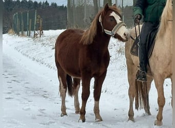 Connemara Mestizo, Caballo castrado, 2 años, 145 cm, Alazán