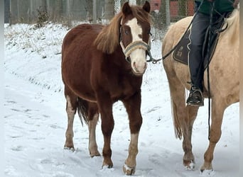 Connemara Mestizo, Caballo castrado, 2 años, 145 cm, Alazán