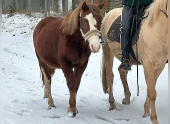 Connemara Mestizo, Caballo castrado, 2 años, 145 cm, Alazán