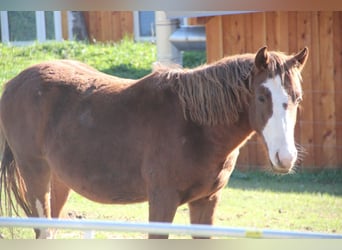 Connemara Mestizo, Caballo castrado, 2 años, 145 cm, Alazán