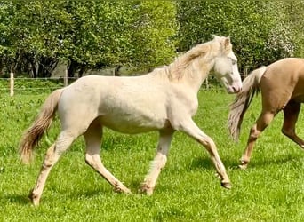 Connemara, Caballo castrado, 2 años, 145 cm, Perlino