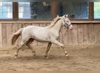 Connemara, Caballo castrado, 2 años, 145 cm, Perlino