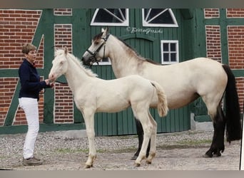 Connemara, Caballo castrado, 2 años, 145 cm, Perlino