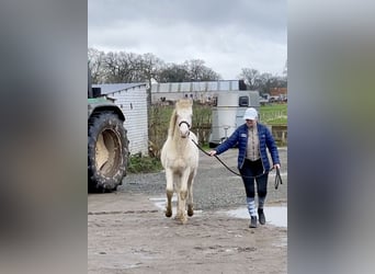 Connemara, Caballo castrado, 2 años, 145 cm, Perlino