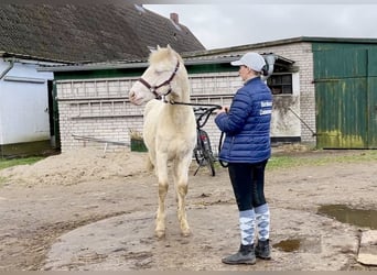 Connemara, Caballo castrado, 2 años, 145 cm, Perlino