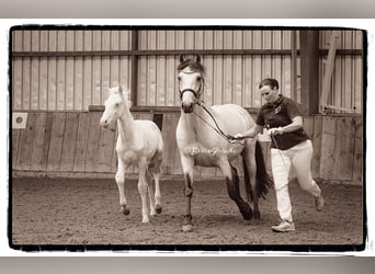 Connemara, Caballo castrado, 2 años, 145 cm, Perlino