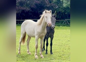 Connemara, Caballo castrado, 2 años, 145 cm, Perlino