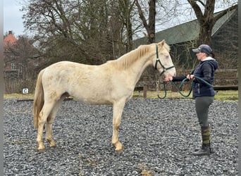 Connemara, Caballo castrado, 2 años, 145 cm, Perlino