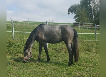 Connemara, Caballo castrado, 2 años, 145 cm, Tordo