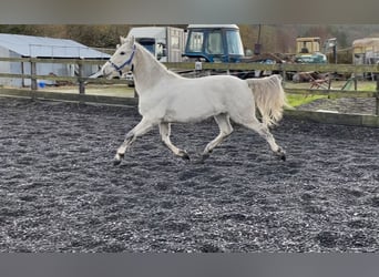 Connemara, Caballo castrado, 2 años, 145 cm, White/Blanco