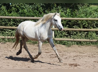 Connemara, Caballo castrado, 2 años, 147 cm, Tordo