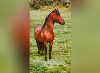 Connemara, Caballo castrado, 3 años, 140 cm, Castaño oscuro