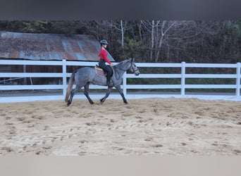 Connemara, Caballo castrado, 3 años, 144 cm, Porcelana