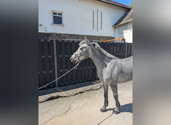Connemara, Caballo castrado, 3 años, 144 cm, Porcelana