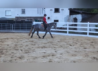 Connemara, Caballo castrado, 3 años, 144 cm, Porcelana