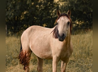 Connemara Mestizo, Caballo castrado, 3 años, 145 cm, Bayo