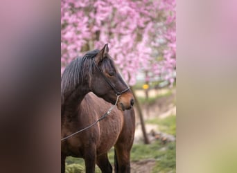 Connemara Mestizo, Caballo castrado, 3 años, 145 cm, Castaño