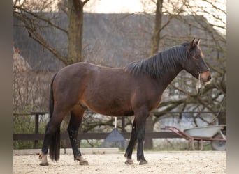 Connemara Mestizo, Caballo castrado, 3 años, 145 cm, Castaño