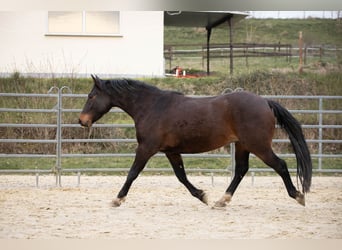 Connemara Mestizo, Caballo castrado, 3 años, 145 cm, Castaño