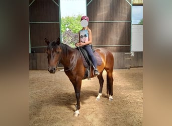 Connemara Mestizo, Caballo castrado, 3 años, 145 cm, Castaño