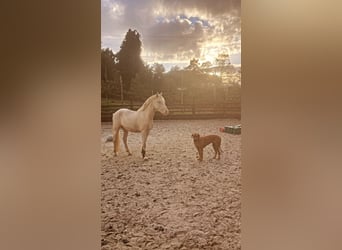 Connemara, Caballo castrado, 3 años, 145 cm, Cremello